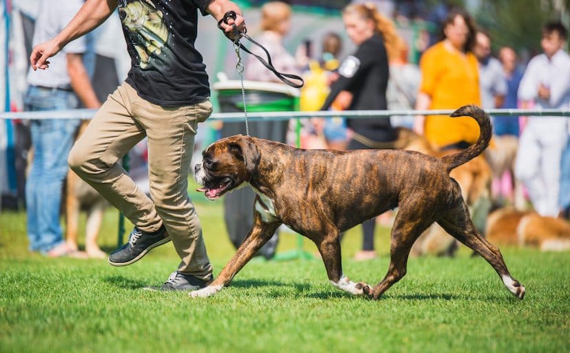 Konkurrence blandt byen lokale hunde og hundeejere